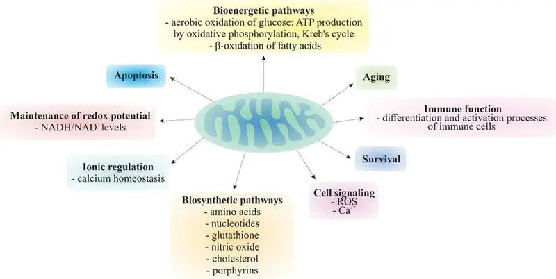 Effets du méthylène bleu USP sur la fonction mitochondriale : Comprendre les mécanismes